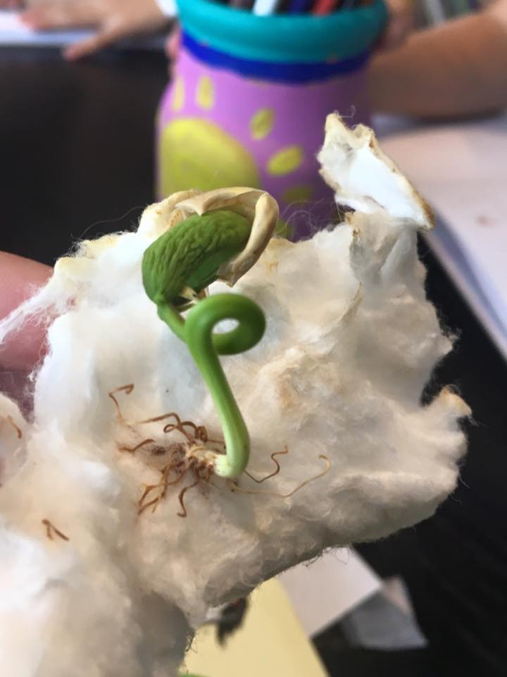 14519735_671031516397875_91127857399961785_n